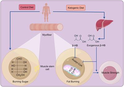 Ketogenic diet in treating sepsis-related acquired weakness: is it friend or foe?